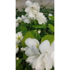 Mock Orange Blossom Philadelphus x virginalis Flora plena 1 Plants Virginal